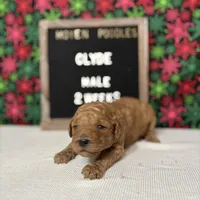 Clyde-Moyen, a male Poodle - Miniature  and Poodle - Standard  for sale in Aurora, MO – Photo 8 of 10