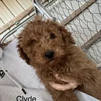 Clyde-Moyen, a male Poodle - Miniature  and Poodle - Standard  for sale in Aurora, MO – Photo 1 of 10