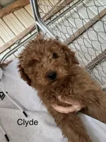 Clyde-Moyen, a male Poodle - Miniature  and Poodle - Standard  for sale in Aurora, MO – Photo 1 of 10