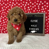 Clyde-Moyen, a male Poodle - Miniature  and Poodle - Standard  for sale in Aurora, MO – Photo 3 of 10