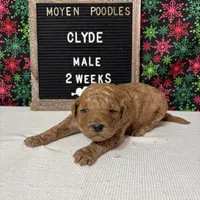 Clyde-Moyen, a male Poodle - Miniature  and Poodle - Standard  for sale in Aurora, MO – Photo 9 of 10