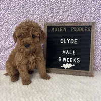 Clyde-Moyen, a male Poodle - Miniature  and Poodle - Standard  for sale in Aurora, MO – Photo 6 of 10