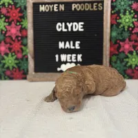 Clyde-Moyen, a male Poodle - Miniature  and Poodle - Standard  for sale in Aurora, MO – Photo 10 of 10