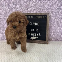 Clyde-Moyen, a male Poodle - Miniature  and Poodle - Standard  for sale in Aurora, MO – Photo 4 of 10