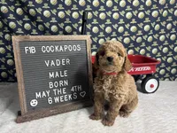 Vader, a male Cockapoo for sale in Aurora, MO – 1 of 8