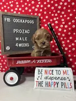 Prozac-"Zac", a male Cockapoo for sale in Aurora, MO – Photo 3 of 7