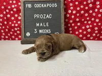 Prozac-"Zac", a male Cockapoo for sale in Aurora, MO – Photo 7 of 7