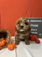 Prozac-"Zac", a male Cockapoo for sale in Aurora, MO – Photo 2 of 7