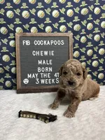 Chewie, a male Cockapoo for sale in Aurora, MO – 5 of 8