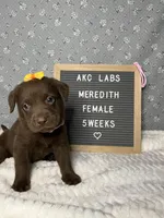 Meredith, a female Labrador Retriever for sale in Aurora, MO – Photo 1 of 4