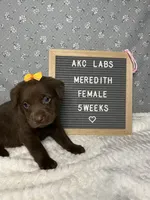 Meredith, a female Labrador Retriever for sale in Aurora, MO – Photo 3 of 4