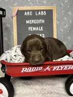 Meredith, a female Labrador Retriever for sale in Aurora, MO – Photo 4 of 4