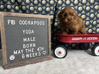 Yoda, a male Cockapoo for sale in Aurora, MO – 2 of 8