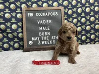 Vader, a male Cockapoo for sale in Aurora, MO – 5 of 8
