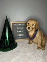 F1-Cherry, a female Goldendoodle for sale in Aurora, MO – Photo 3 of 7