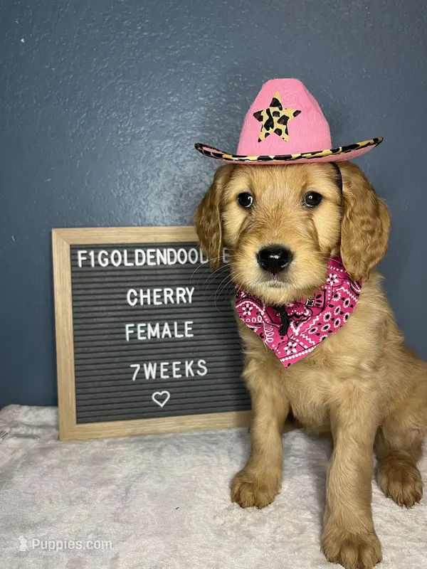 F1-Cherry, a female Goldendoodle for sale in Aurora, MO – Photo 1 of 7