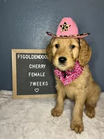 F1-Cherry, a female Goldendoodle for sale in Aurora, MO – Photo 2 of 7