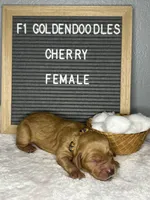 F1-Cherry, a female Goldendoodle for sale in Aurora, MO – Photo 5 of 7