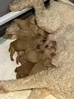 F1-Cherry, a female Goldendoodle for sale in Aurora, MO – Photo 7 of 7