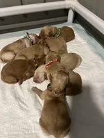 F1-Cherry, a female Goldendoodle for sale in Aurora, MO – Photo 6 of 7