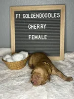 F1-Cherry, a female Goldendoodle for sale in Aurora, MO – Photo 4 of 7