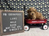 Luke, a male Cockapoo for sale in Aurora, MO – 3 of 8