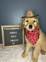 F1-Rocky, a male Goldendoodle for sale in Aurora, MO – Photo 4 of 10