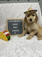 F1-Rocky, a male Goldendoodle for sale in Aurora, MO – Photo 1 of 10