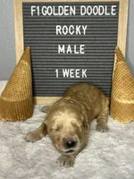 F1-Rocky, a male Goldendoodle for sale in Aurora, MO – Photo 9 of 10