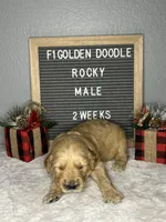 F1-Rocky, a male Goldendoodle for sale in Aurora, MO – Photo 8 of 10