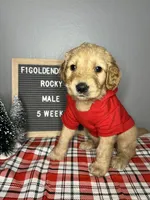 F1-Rocky, a male Goldendoodle for sale in Aurora, MO – Photo 6 of 10