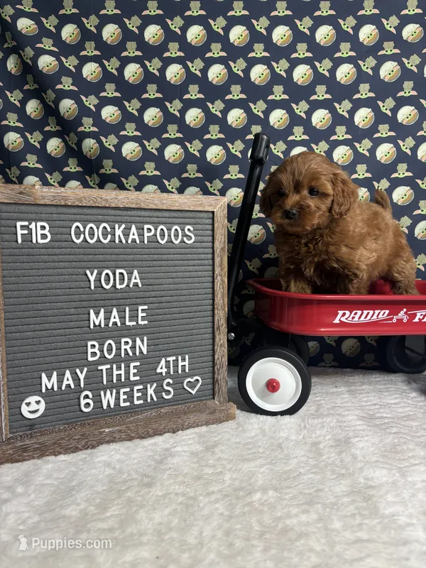 Yoda – Cockapoo puppy for sale in Aurora, MO