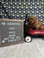 Yoda, a male Cockapoo for sale in Aurora, MO – 1 of 8