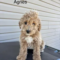 Agnes-Moyen, a female Poodle - Miniature  and Poodle - Standard  for sale in Aurora, MO – Photo 1 of 10