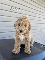 Agnes-Moyen, a female Poodle - Miniature  and Poodle - Standard  for sale in Aurora, MO – Photo 1 of 10