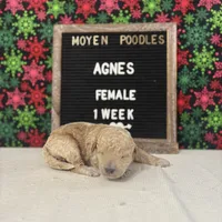 Agnes-Moyen, a female Poodle - Miniature  and Poodle - Standard  for sale in Aurora, MO – Photo 10 of 10