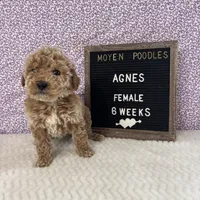Agnes-Moyen, a female Poodle - Miniature  and Poodle - Standard  for sale in Aurora, MO – Photo 5 of 10