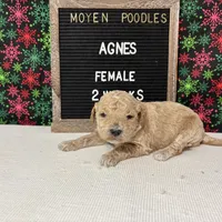 Agnes-Moyen, a female Poodle - Miniature  and Poodle - Standard  for sale in Aurora, MO – Photo 7 of 10