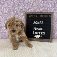 Agnes-Moyen, a female Poodle - Miniature  and Poodle - Standard  for sale in Aurora, MO – Photo 6 of 10