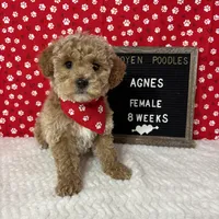 Agnes-Moyen, a female Poodle - Miniature  and Poodle - Standard  for sale in Aurora, MO – Photo 2 of 10
