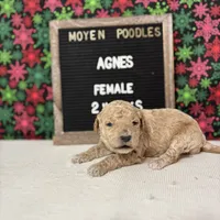 Agnes-Moyen, a female Poodle - Miniature  and Poodle - Standard  for sale in Aurora, MO – Photo 9 of 10