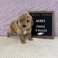 Agnes-Moyen, a female Poodle - Miniature  and Poodle - Standard  for sale in Aurora, MO – Photo 4 of 10
