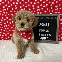 Agnes-Moyen, a female Poodle - Miniature  and Poodle - Standard  for sale in Aurora, MO – Photo 3 of 10
