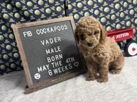 Vader, a male Cockapoo for sale in Aurora, MO – 3 of 8