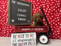 Zoloft-"Zoe", a female Cockapoo for sale in Aurora, MO – Photo 6 of 10