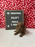 Zoloft-"Zoe", a female Cockapoo for sale in Aurora, MO – Photo 9 of 10