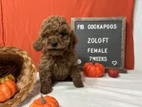 Zoloft-"Zoe", a female Cockapoo for sale in Aurora, MO – Photo 2 of 10