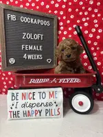 Zoloft-"Zoe", a female Cockapoo for sale in Aurora, MO – Photo 7 of 10