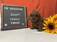 Zoloft-"Zoe", a female Cockapoo for sale in Aurora, MO – Photo 4 of 10