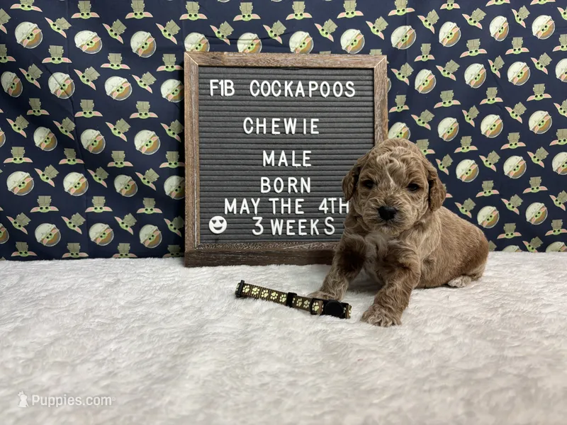Chewie – Cockapoo puppy for sale in Aurora, MO